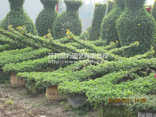 ?開(kāi)封前方園藝——菊花造型廠家直銷(xiāo)