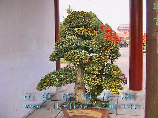 ?開(kāi)封前方園藝——菊花造型廠家直銷(xiāo)