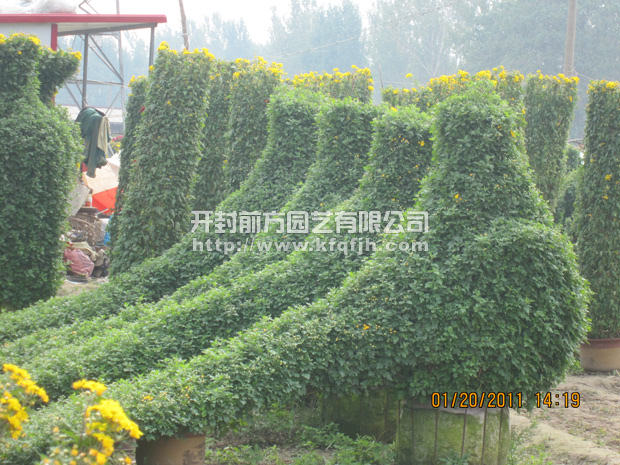 開(kāi)封前方園藝——菊花造型廠家直銷(xiāo)