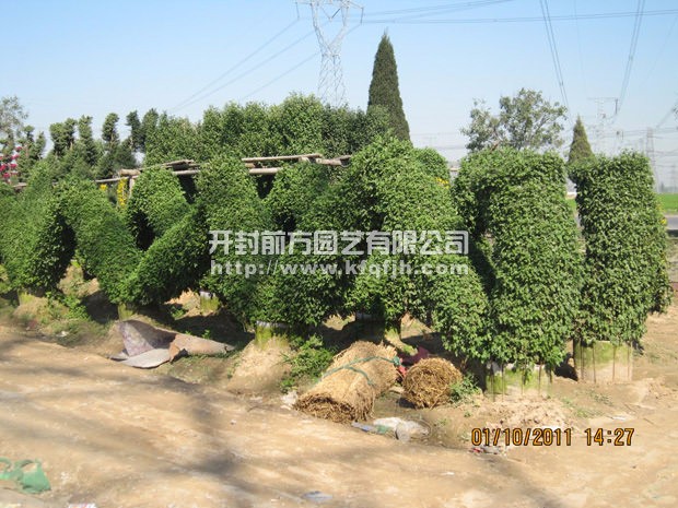 開(kāi)封前方園藝——菊花造型廠家直銷(xiāo)