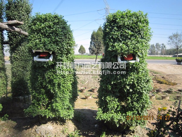 ?開(kāi)封前方園藝——菊花造型廠家直銷(xiāo)