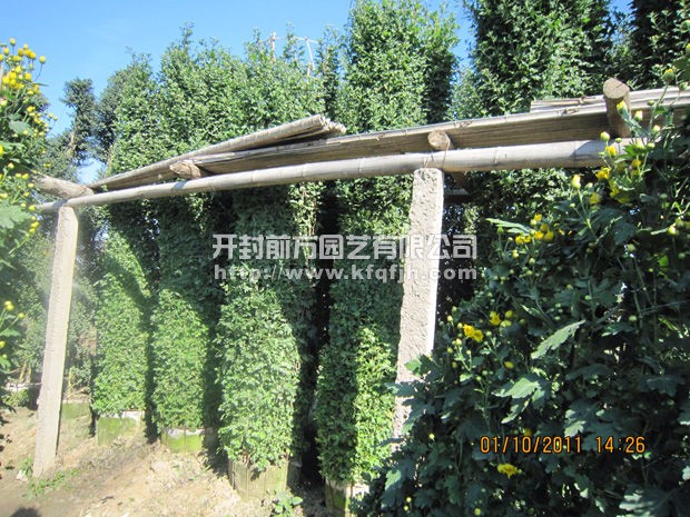 ?開(kāi)封前方園藝——菊花造型廠家直銷(xiāo)