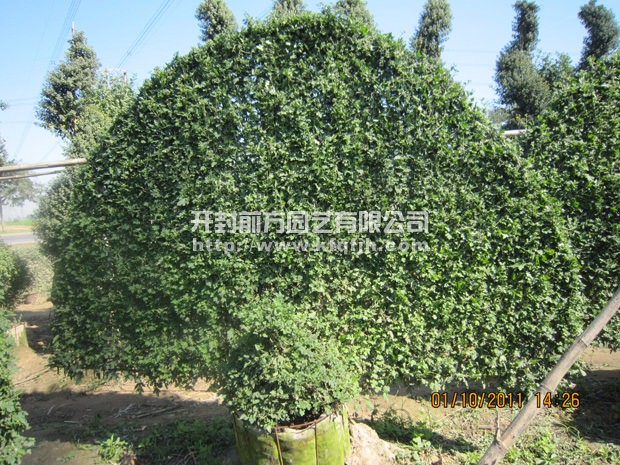 ?開(kāi)封前方園藝——菊花造型廠家直銷(xiāo)