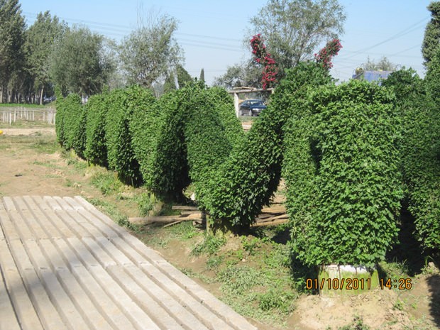 ?開(kāi)封前方園藝——菊花造型廠家直銷(xiāo)