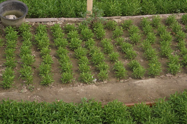 ?開封前方園藝——菊花造型現貨供應