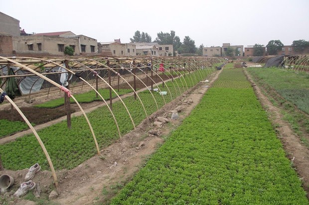 開封前方園藝——菊花造型現貨供應
