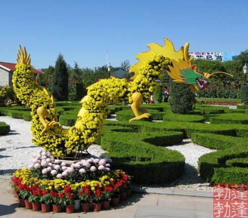 開封前方園藝——菊花造型現貨供應