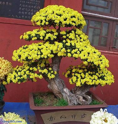 開封前方園藝——菊花造型現貨供應