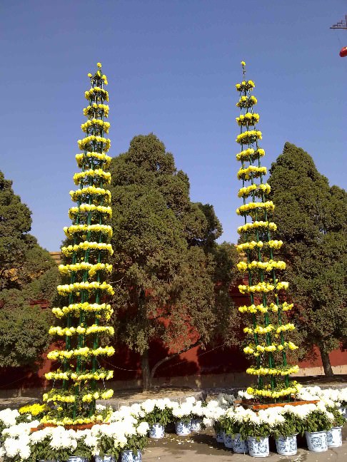 ?開封前方園藝——菊花造型現(xiàn)貨供應