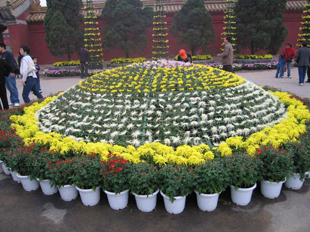 ?開封前方園藝——菊花造型現(xiàn)貨供應